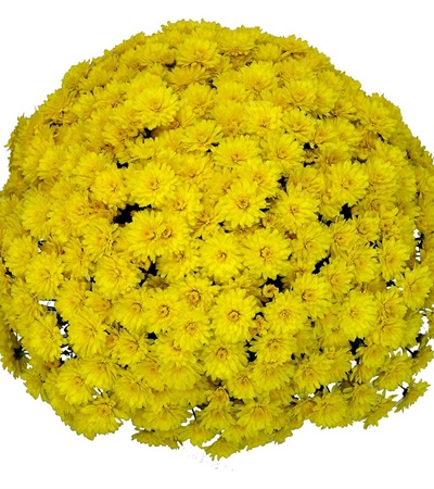 Belgian Mums® Allegra Yellow