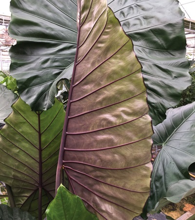 Upright Elephant Ear Sumo