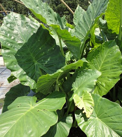 Upright Elephant Ears Calidora