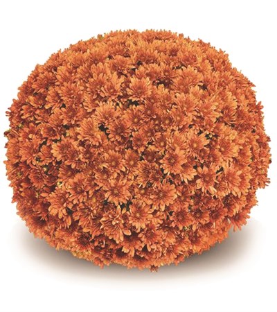 Belgian Mums® Arluno Orange