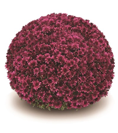 Belgian Mums® Arluno Purple