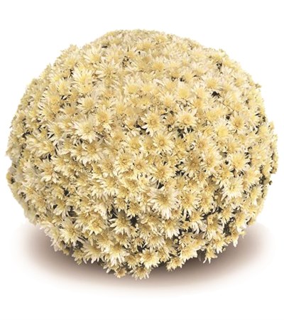 Belgian Mums® Arluno Vanilla