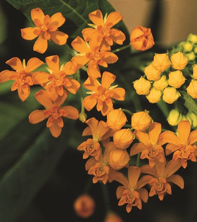 Milkweed Silky Gold