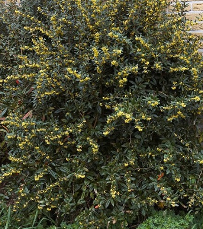 Barberry Wintergreen