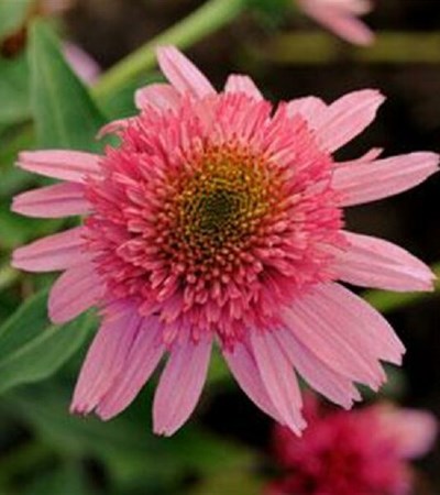 Coneflower Double Scoop™ Bubble Gum