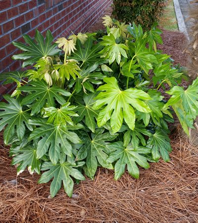 Fatsia