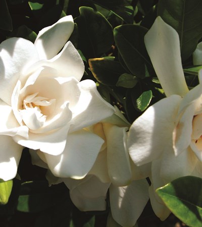 Gardenia Jubilation™
