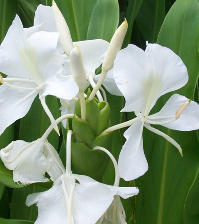 Hardy Butterfly Ginger