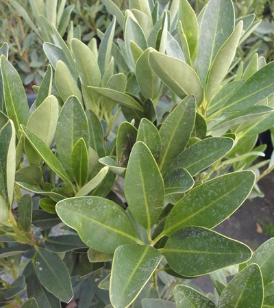 Anise Tree