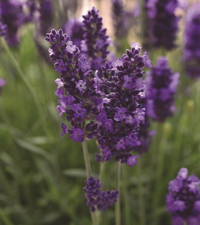 Lavender Blue Spear