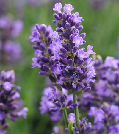 Lavender SuperBlue
