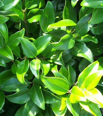 Japanese Privet