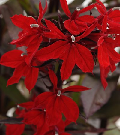 Cardinal Flower Vulcan Red