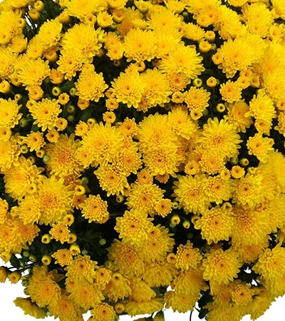 Belgian Mums® Malmo Yellow