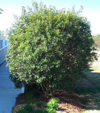 Southern Wax Myrtle