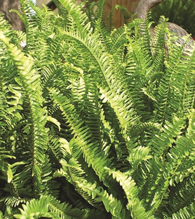 Kimberly Queen Fern