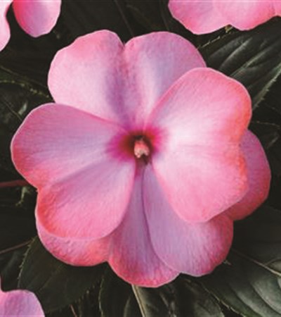 New Guinea Impatiens Clockwork™ Appleblossom