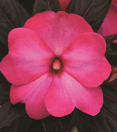 New Guinea Impatien Clockwork™ Hot Pink Glow