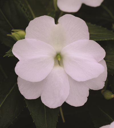 New Guinea Impatien Clockwork™ White