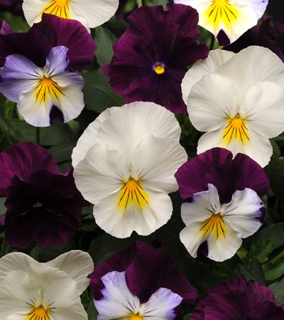 Pansy Cool Wave® Berries 'N Cream
