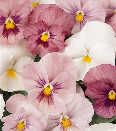 Pansy Delta™ Pink Shades