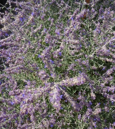 Russian Sage CrazyBlue
