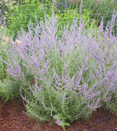 Russian Sage