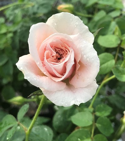 Rose Brindabella Roses™ Dawn™