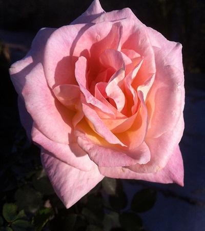 Rose Brindabella Roses™ Glow™