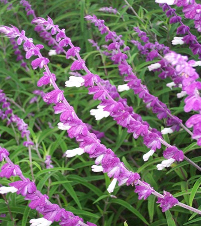 Mexican Bush Sage