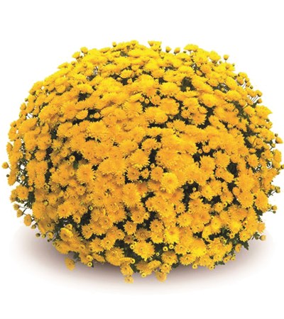 Belgian Mums® Sinelli Yellow