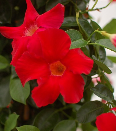 Mandevilla Sundenia® Crimson