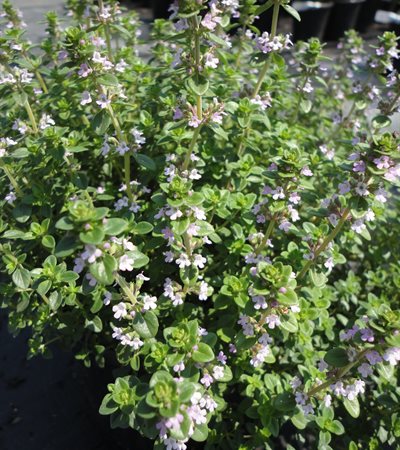 Lemon Thyme