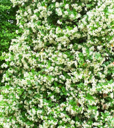 Confederate Jasmine
