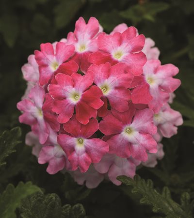 Verbena EnduraScape™ Pink Fizz