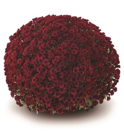Belgian Mums® Vigorelli Red