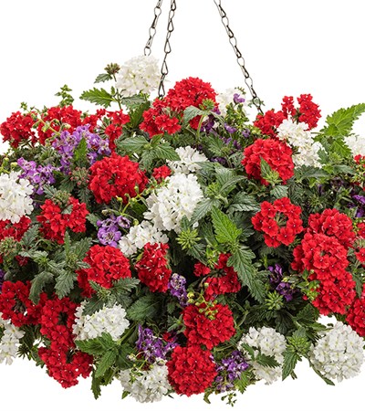 American Rhythm Hanging Basket