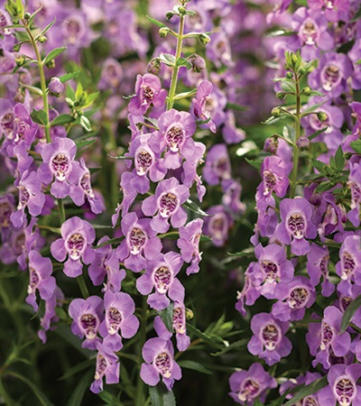 Summer Snapdragon Angelface® Steel Blue