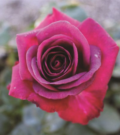 Rose Brindabella Roses™ Purple Prince™
