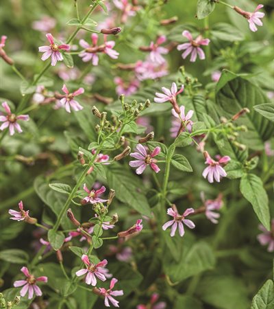Cuphea Fairy Dust® Pink