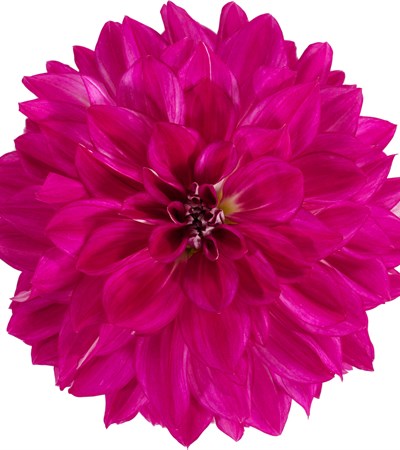 Dahlia Dalina® Grande Cadena