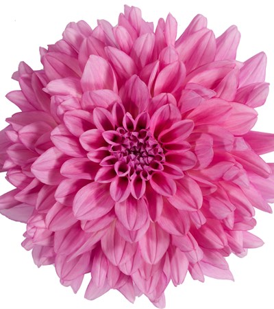 Dahlia Dalina® Grande Cozumel