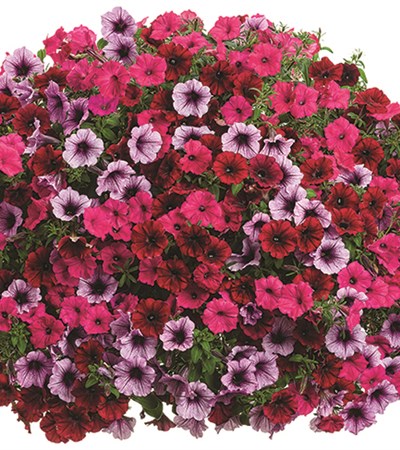 Grand Traverse Hanging Basket