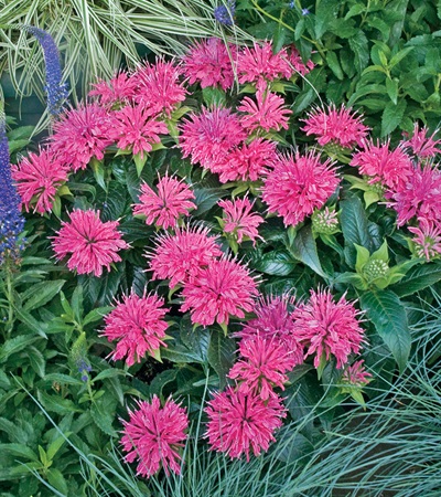 Bee Balm Pardon My Pink