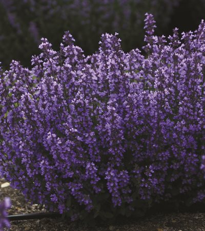 Catmint Cat's Pajamas