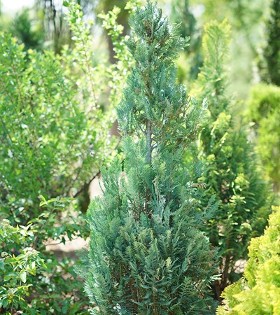 False Cypress Pinpoint® Blue