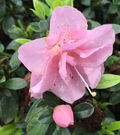 Azalea Perfecto Mundo™ Double Pink