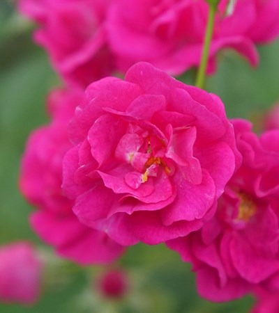Rose Oso Easy Peasy®