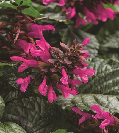 Salvia Rockin'® Fuchsia
