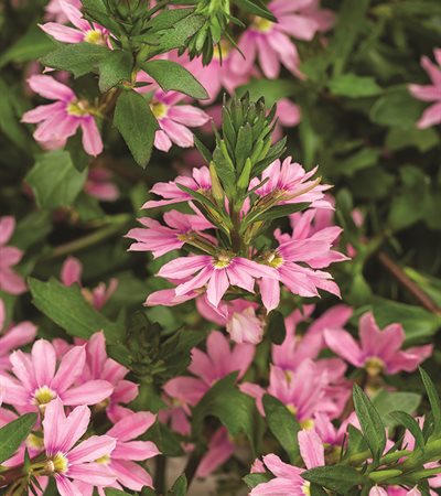 Fan Flower Whirlwind® Pink